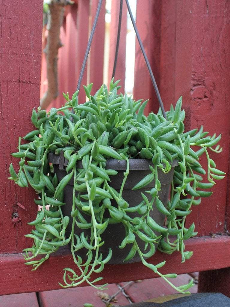 Houseplants