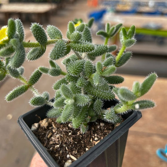 Delosperma echinatum 'Gherkin'