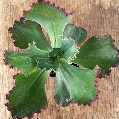 Echeveria 'Coral Reef'