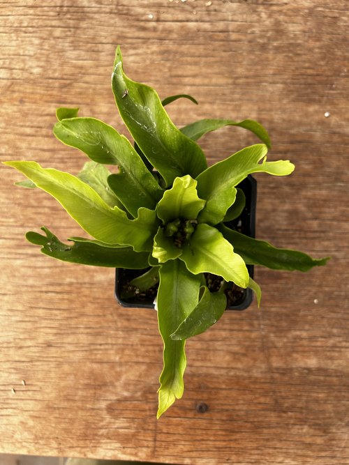 Asplenium antiquum 'Hurricane