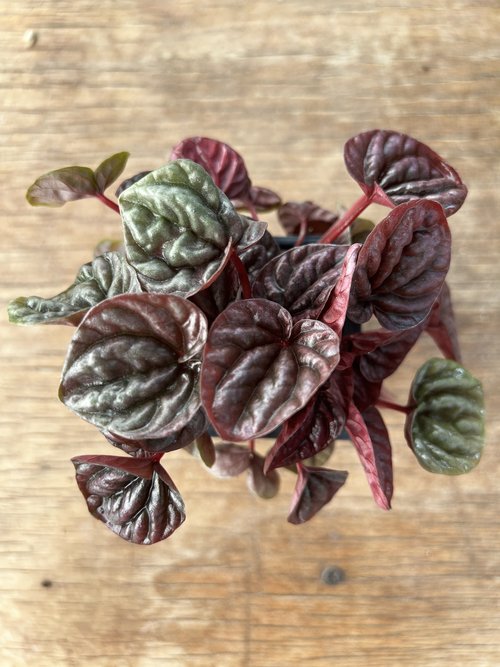 Peperomia 'Raisinet'