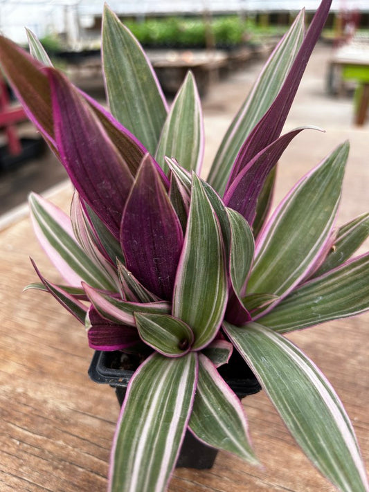 Tradescantia Tricolor