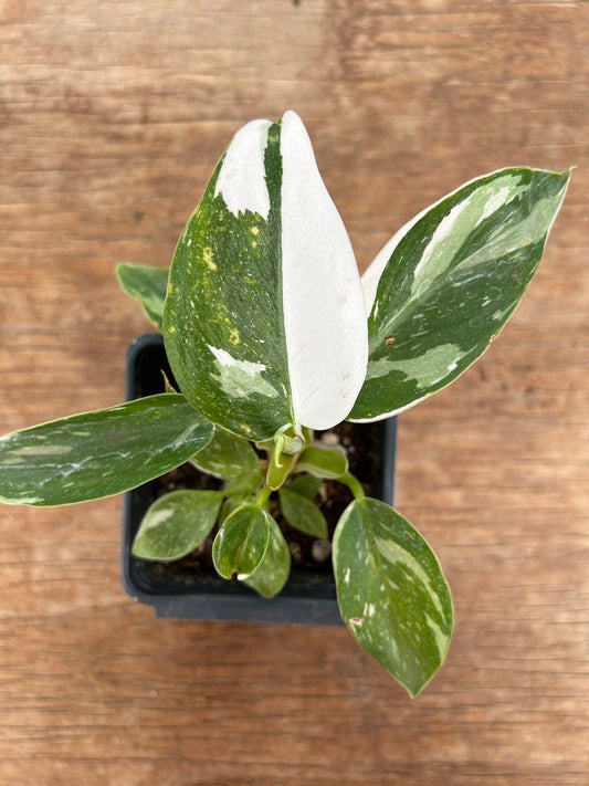 Philodendron 'White Princess'