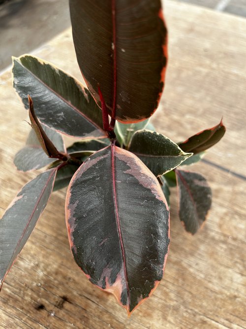 Ficus elastica 'Ruby Clump'