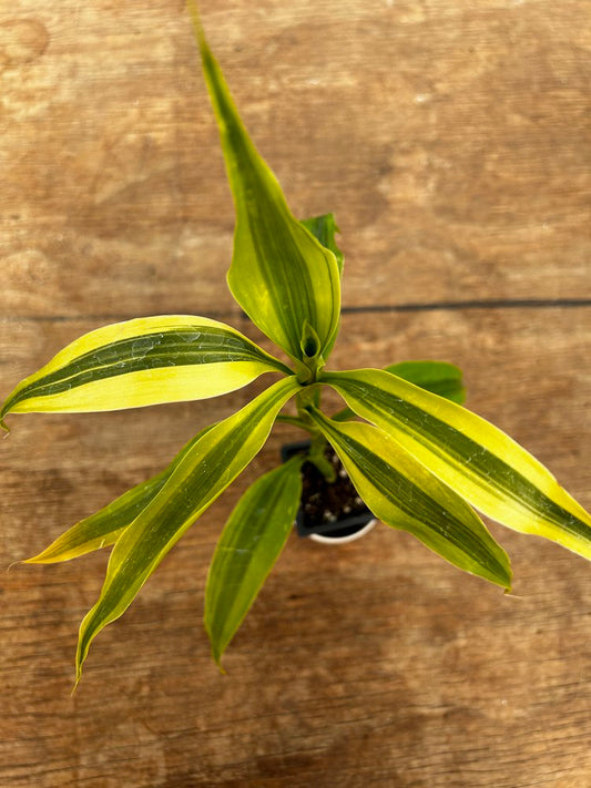 Lucky Bamboo Dracaena sanderiana 'Gold'