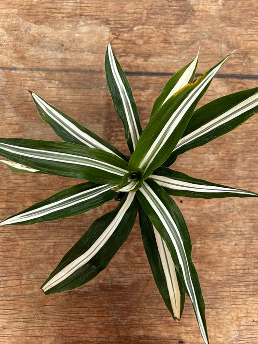 Dracaena warneckii 'White Stripe'