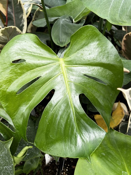 Monstera deliciosa