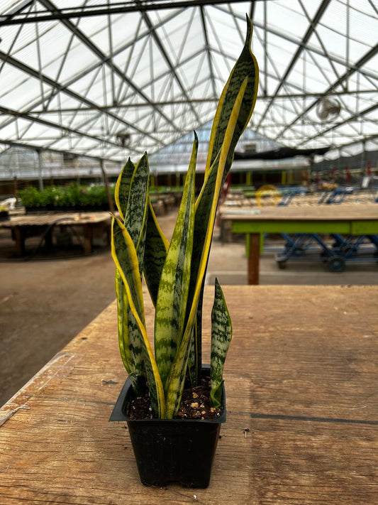 Sansevieria trifasciata laurentii