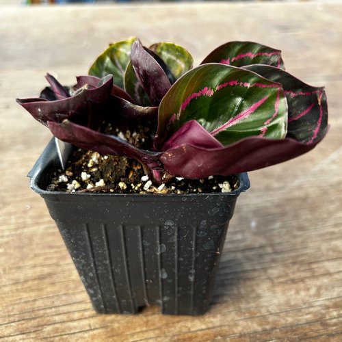 Calathea 'Dottie'