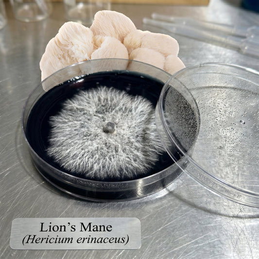 Colonized Agar Plate