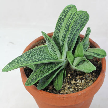 Houseplants