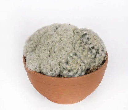 Houseplants