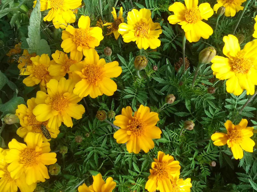 Snake River Seeds - Flowers