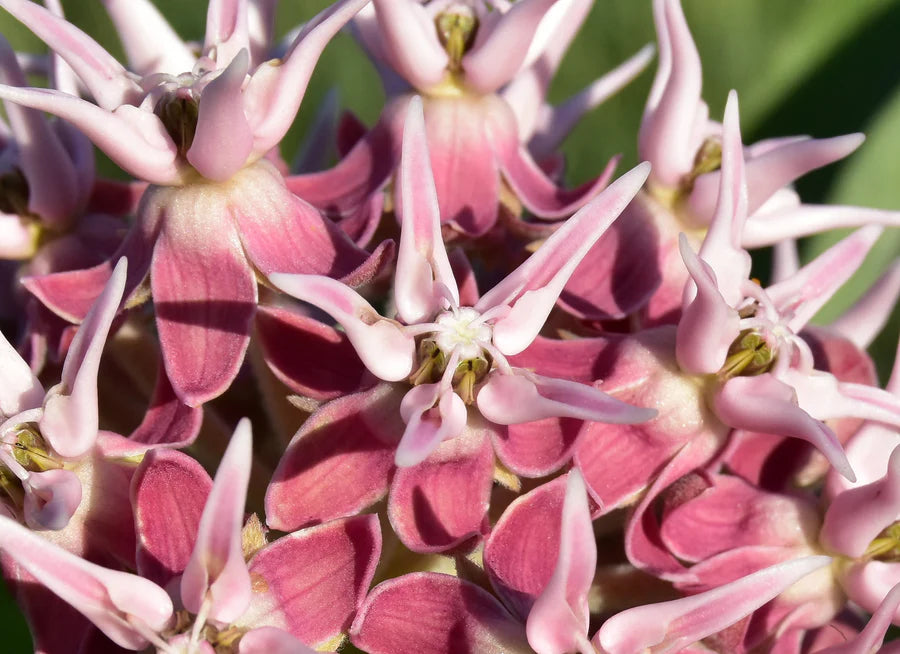 Snake River Seeds - Flowers
