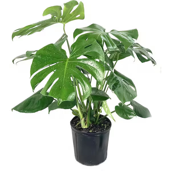 Houseplants