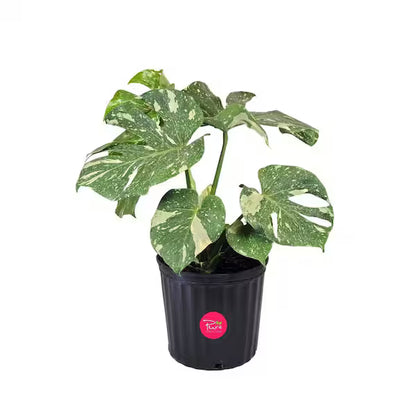 Houseplants