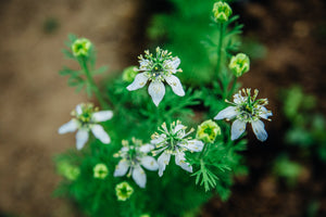 Snake River Seeds - Flowers