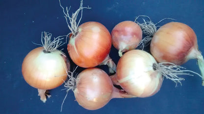 Snake River Seeds - Root Vegetables