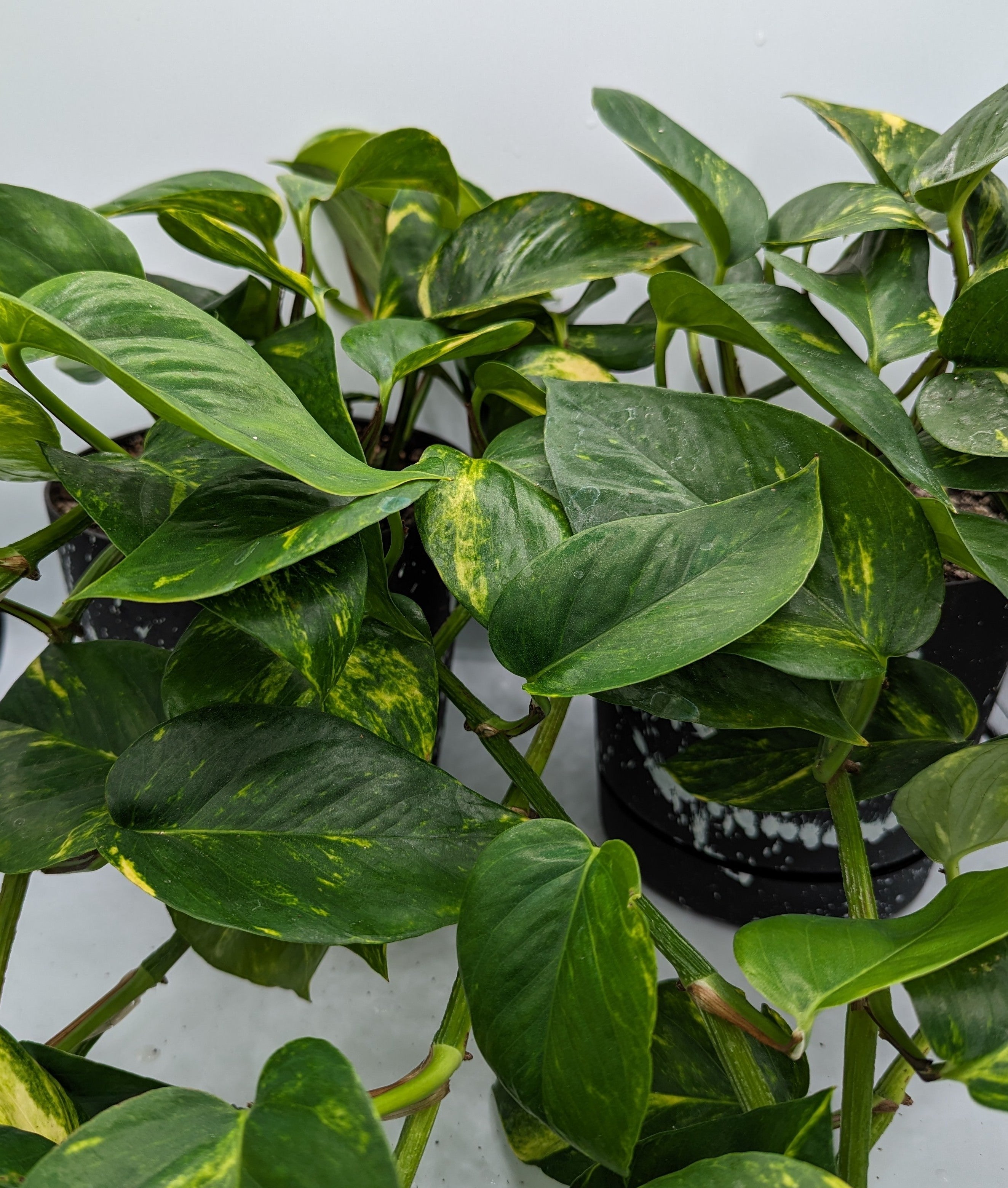 Medium Sized House Plant Decorative