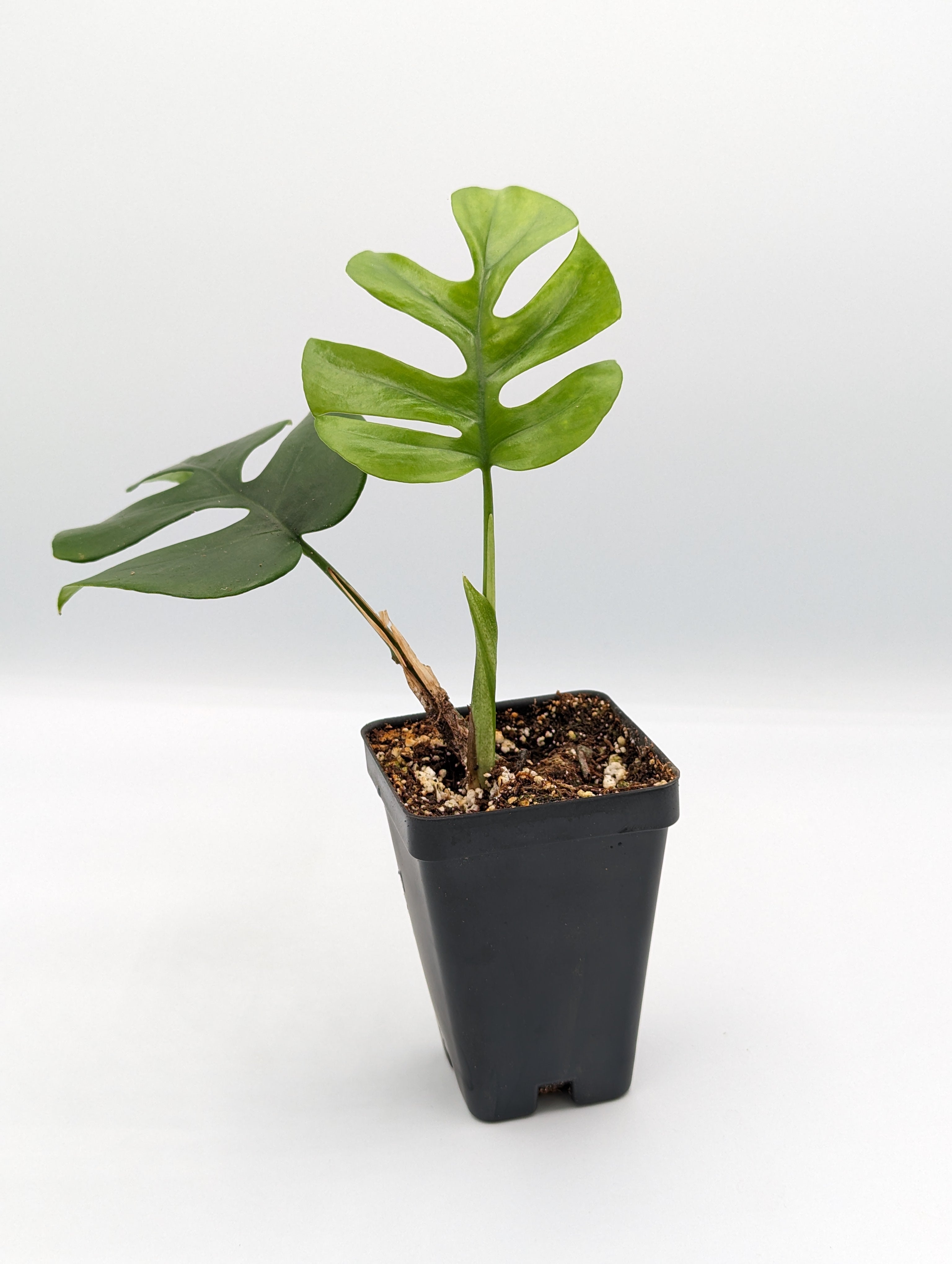 Single Plant Clone Cup