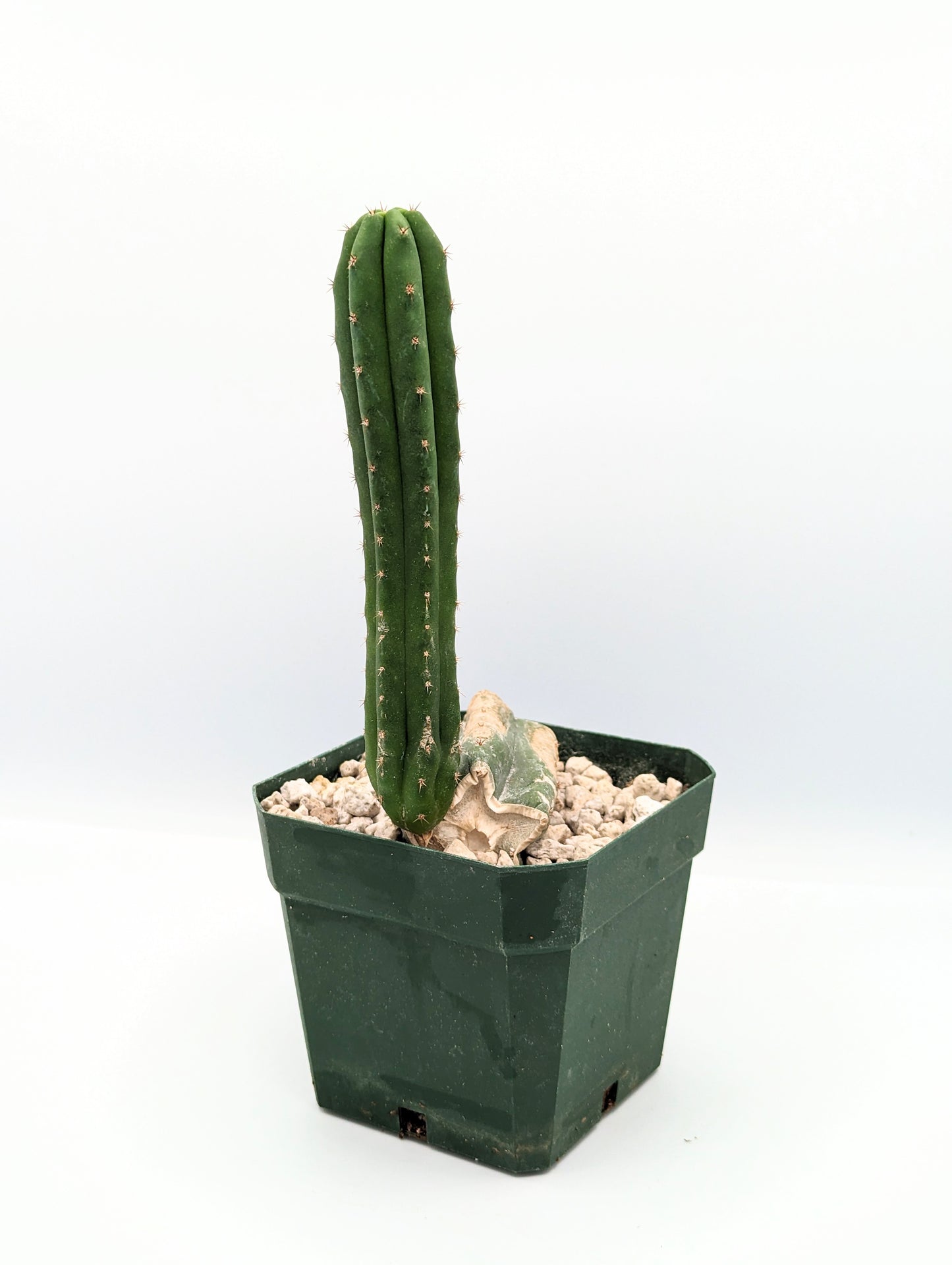 San Pedro Cactus