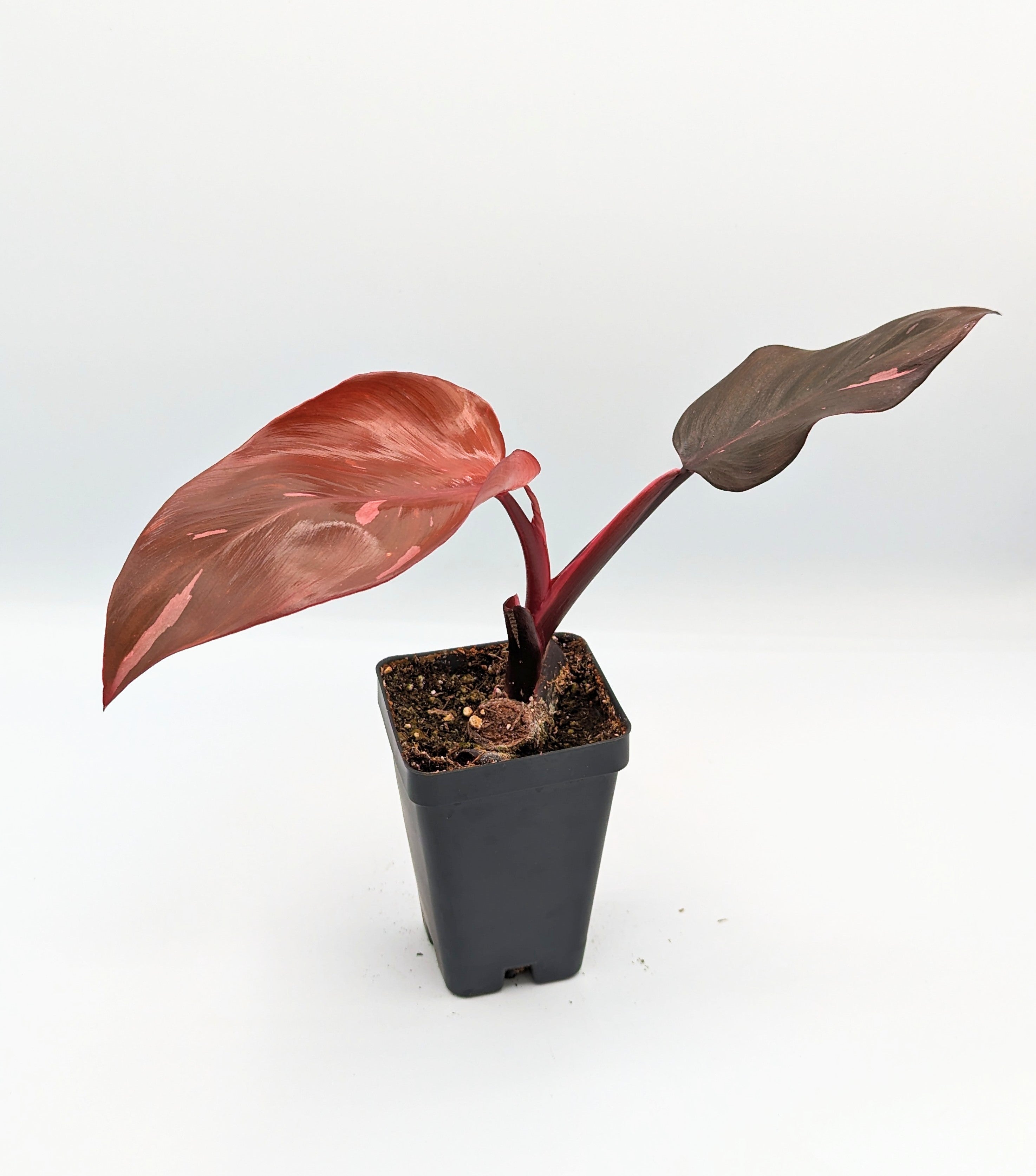 Pink Princess Philodendron
