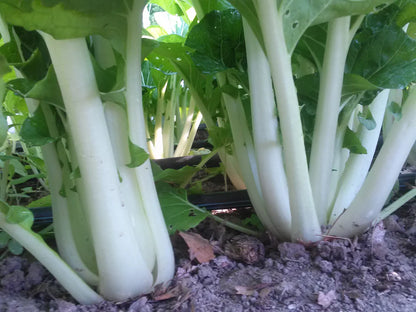 Snake River Seeds - Lettuce, Leaves, & Herbs
