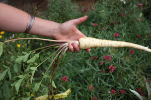 Snake River Seeds - Root Vegetables