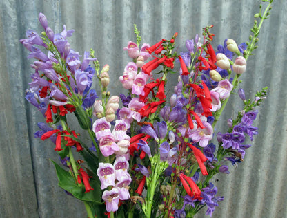 Snake River Seeds - Flowers