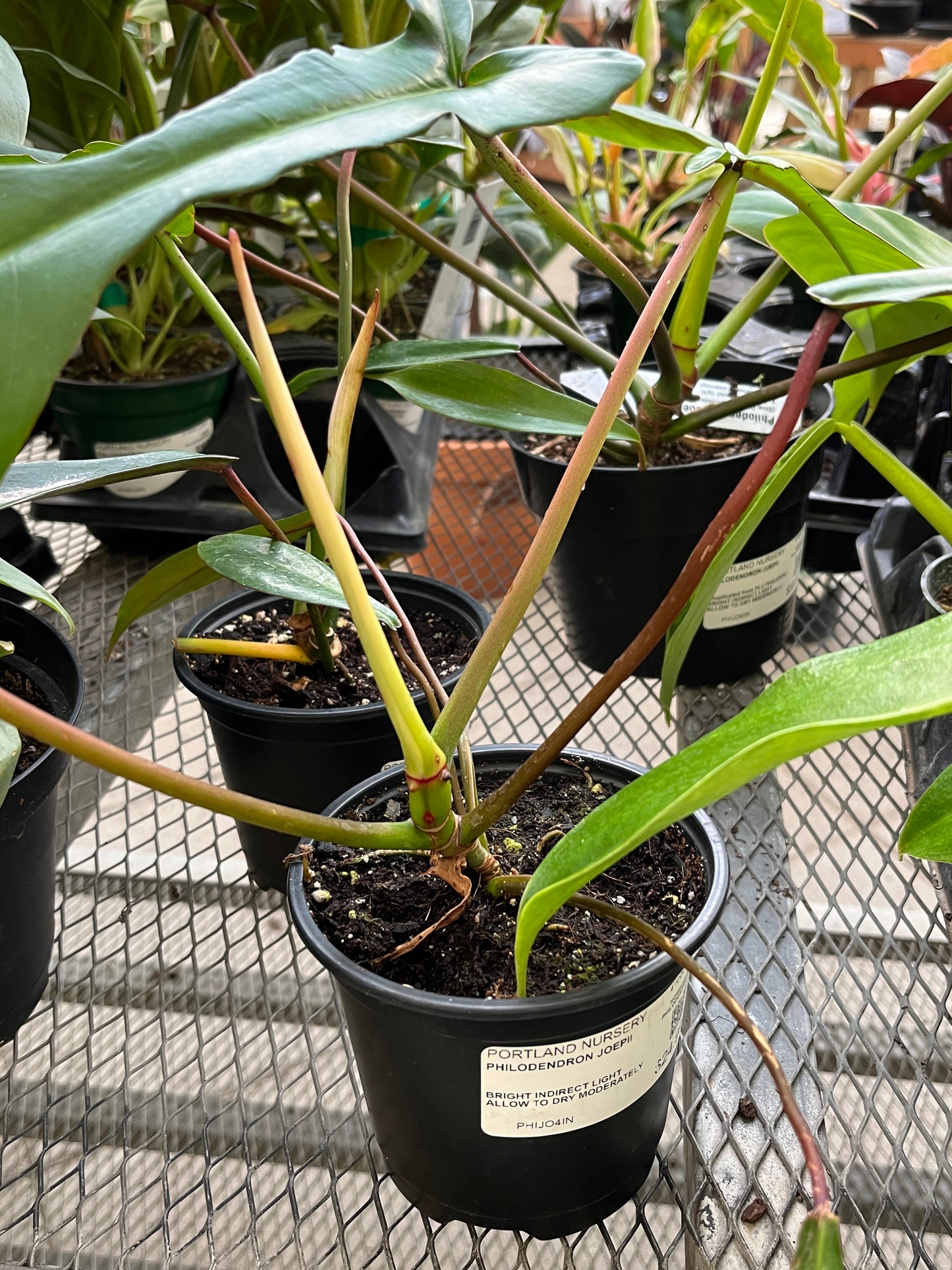 Houseplants