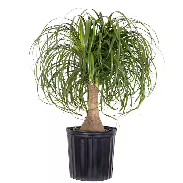 Houseplants