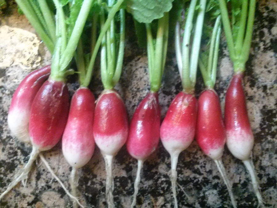 Snake River Seeds - Root Vegetables