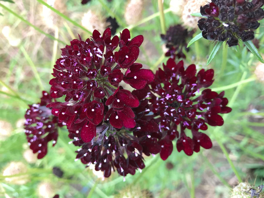 Snake River Seeds - Flowers