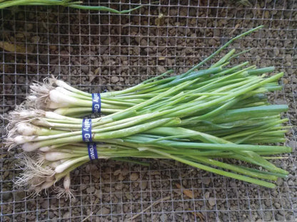 Snake River Seeds - Root Vegetables