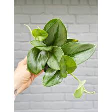 Houseplants