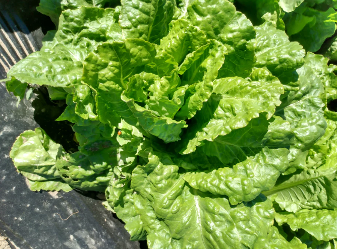 Snake River Seeds - Lettuce and Herbs