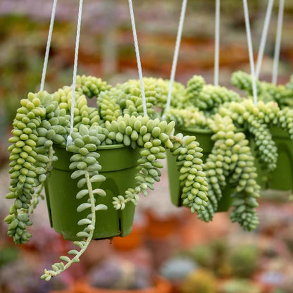 Houseplants