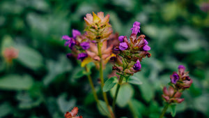 Snake River Seeds - Flowers