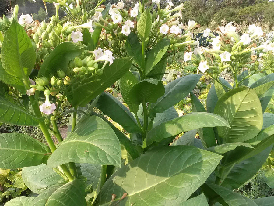 Snake River Seeds - Flowers