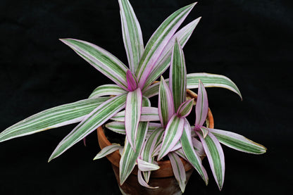 Houseplants