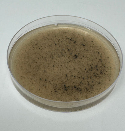 Pre-Poured Willy’s Blend Manure Enriched Agar Plates