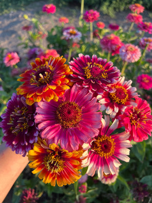 Snake River Seeds - Flowers
