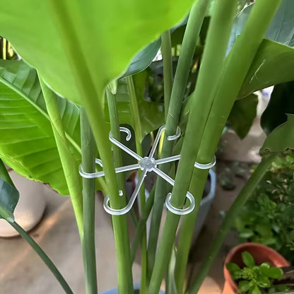 Transparent Plant Support Frames