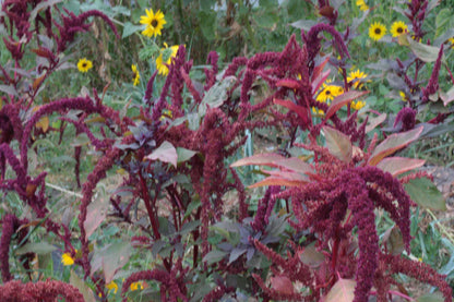 Snake River Seeds - Flowers