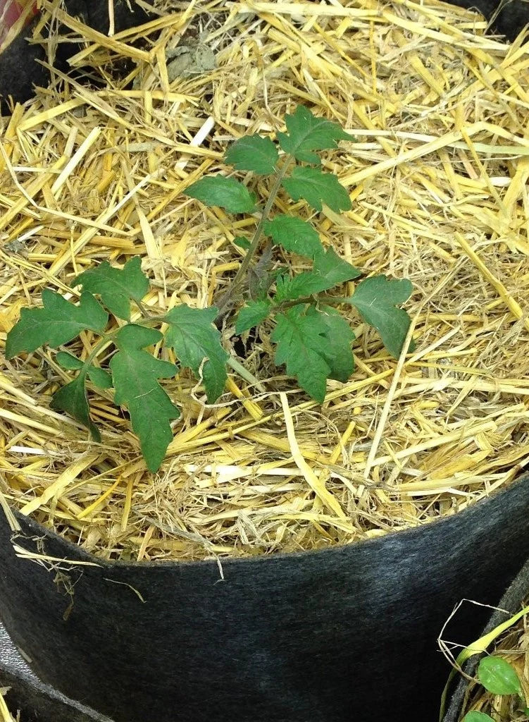 BuildASoil Barley Straw Mulch