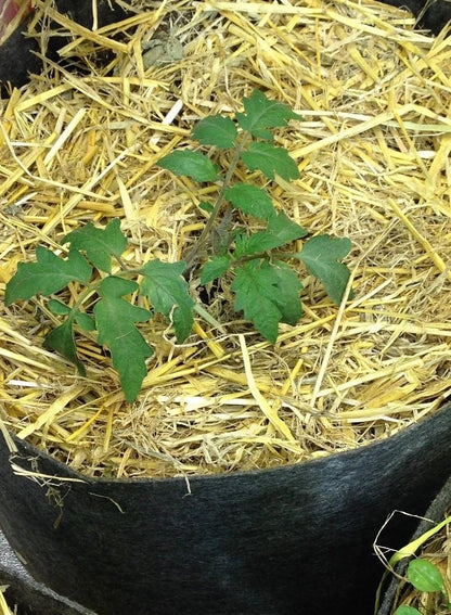 BuildASoil Barley Straw Mulch