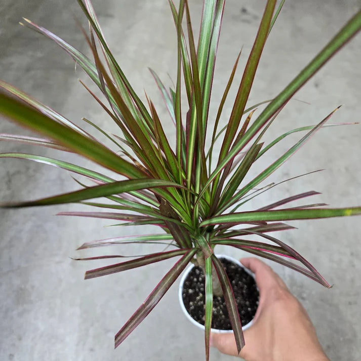Houseplants
