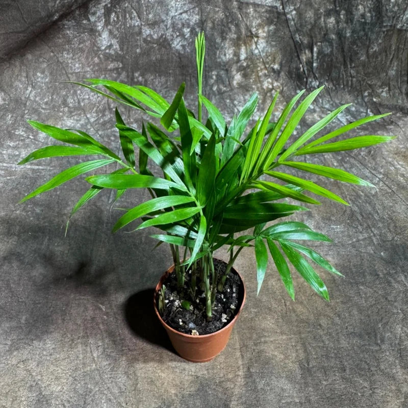 Houseplants