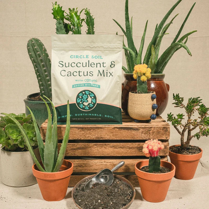Circle Soil Succulent & Cactus Mix