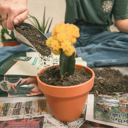 Circle Soil Succulent & Cactus Mix